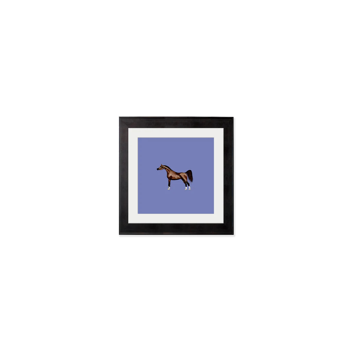 Arabian Horse